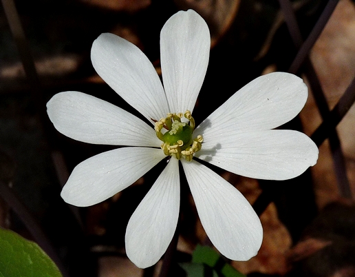 {Jeffersonia diphylla}